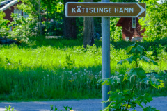 Kättslinge 240630
