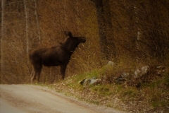 Älg på Söndagsvägen. Foto: Bertil G