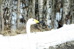 Sångsvan. Foto: Bertil.G