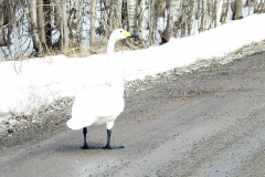 Sångsvan. Foto: Bertil.G